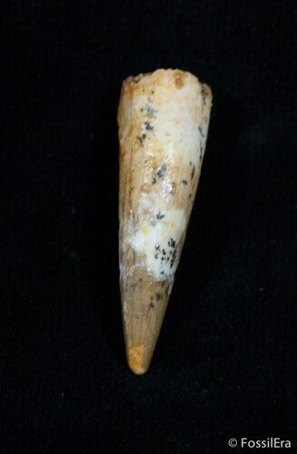 Juvenile Spinosaurus Tooth - Great Preservation #2215